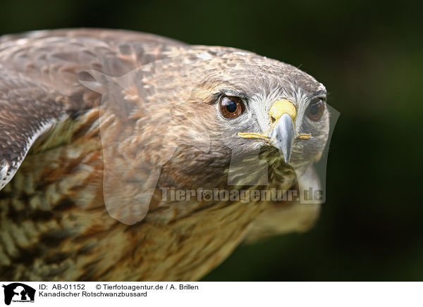 Kanadischer Rotschwanzbussard / red-tailed hawk / AB-01152