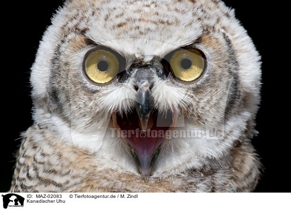 Kanadischer Uhu / canadian eagle owl / MAZ-02083