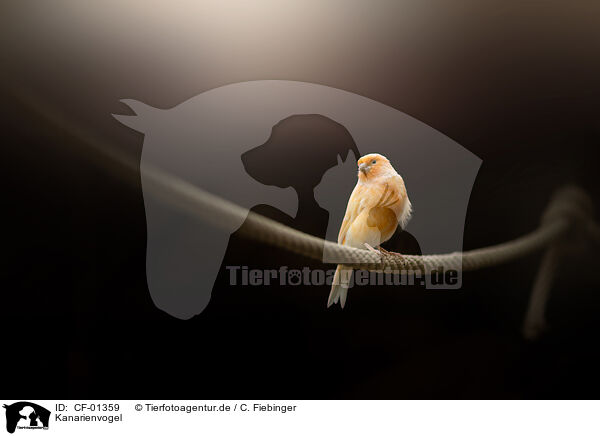 Kanarienvogel / CF-01359