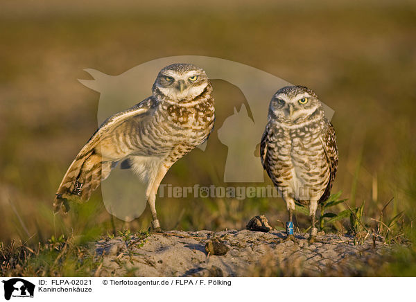 Kaninchenkuze / burrowing owls / FLPA-02021