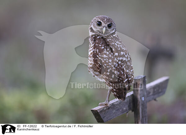 Kaninchenkauz / burrowing owl / FF-12622