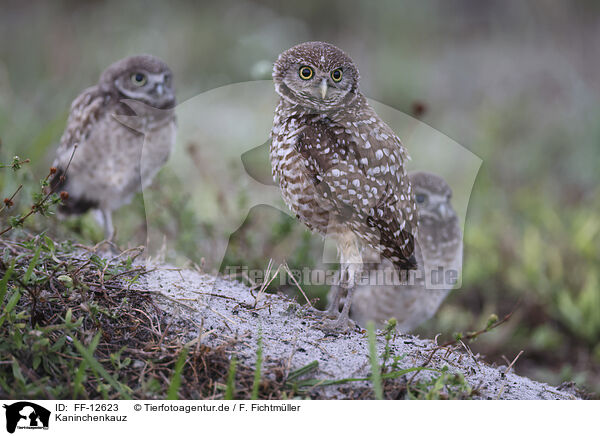 Kaninchenkauz / burrowing owl / FF-12623