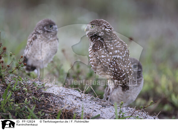Kaninchenkauz / burrowing owl / FF-12624