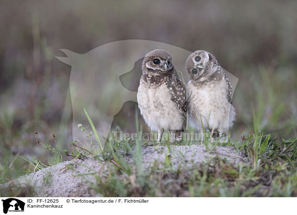 Kaninchenkauz / burrowing owl / FF-12625