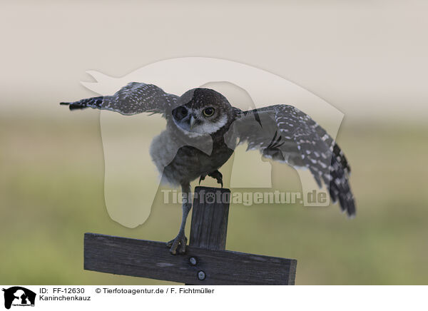 Kaninchenkauz / burrowing owl / FF-12630