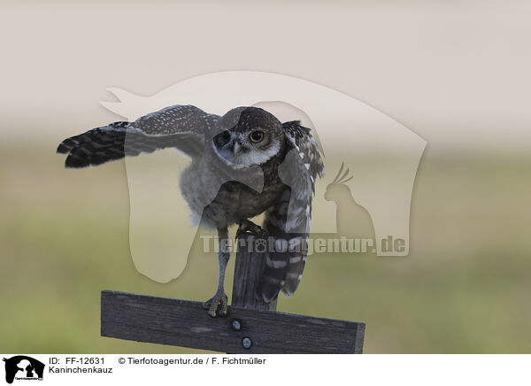 Kaninchenkauz / burrowing owl / FF-12631