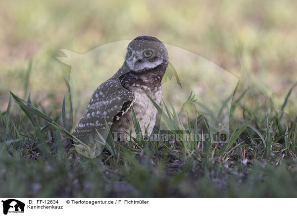 Kaninchenkauz / burrowing owl / FF-12634
