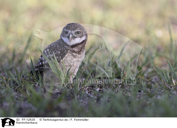 Kaninchenkauz / burrowing owl / FF-12635