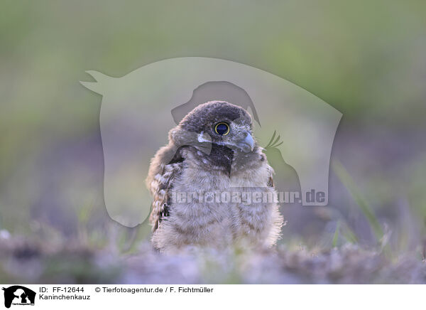 Kaninchenkauz / burrowing owl / FF-12644