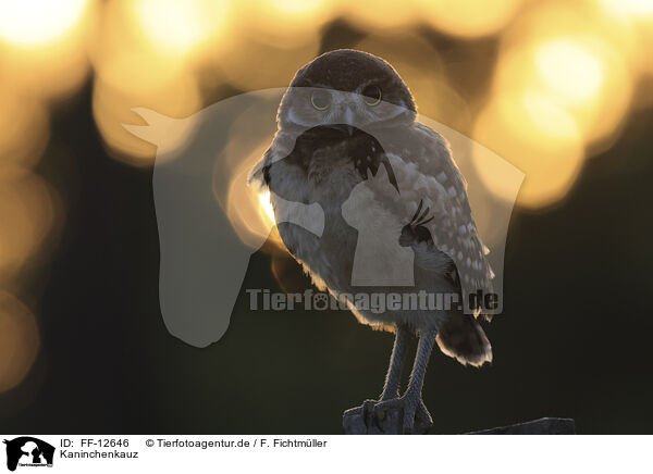 Kaninchenkauz / burrowing owl / FF-12646