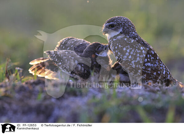 Kaninchenkauz / burrowing owl / FF-12653