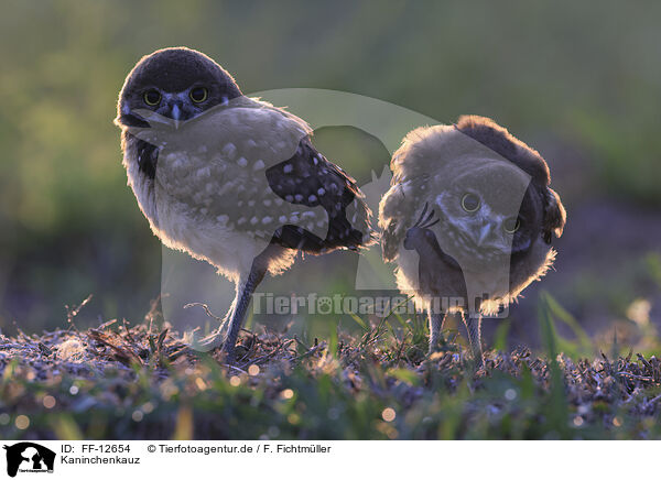 Kaninchenkauz / burrowing owl / FF-12654