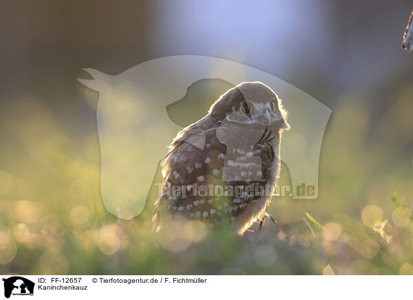 Kaninchenkauz / burrowing owl / FF-12657