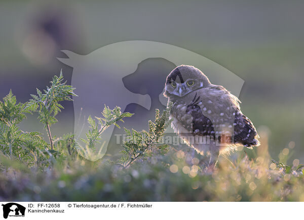 Kaninchenkauz / burrowing owl / FF-12658