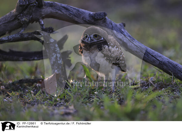 Kaninchenkauz / burrowing owl / FF-12661