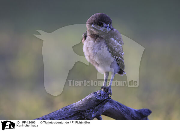 Kaninchenkauz / burrowing owl / FF-12663