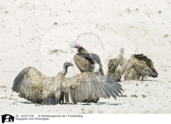 Kapgeier und Ohrengeier / Cape Griffon and Nubian Vulture / HJ-01736