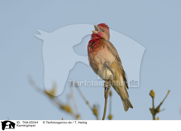 Karmingimpel / common rosefinch / THA-05044