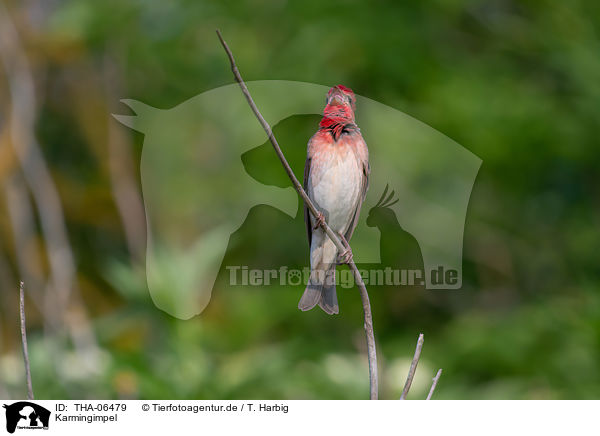 Karmingimpel / common rosefinch / THA-06479