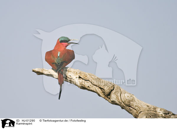 Karminspint / Southern Carmine Bee-eater / HJ-01290