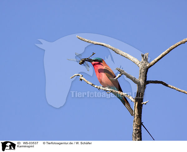 Karminspint / carmine bee eater / WS-03537