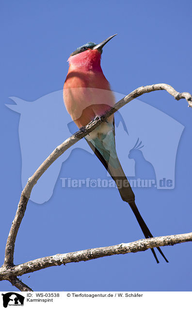 Karminspint / carmine bee eater / WS-03538