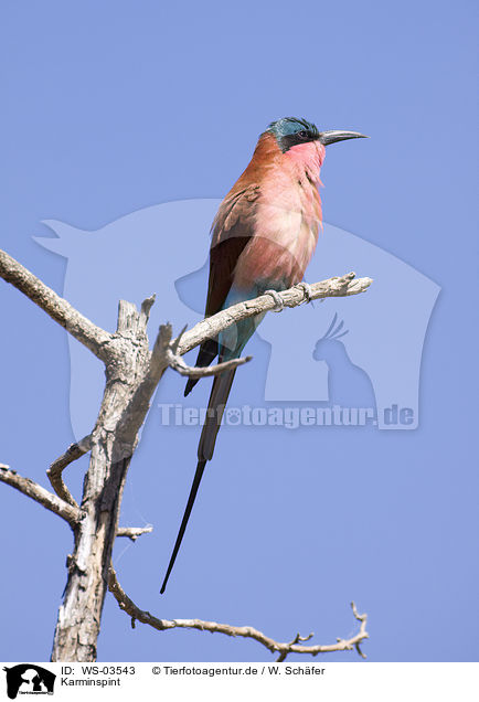 Karminspint / carmine bee eater / WS-03543