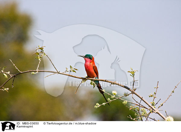 Karminspint / carmine bee eater / MBS-03650