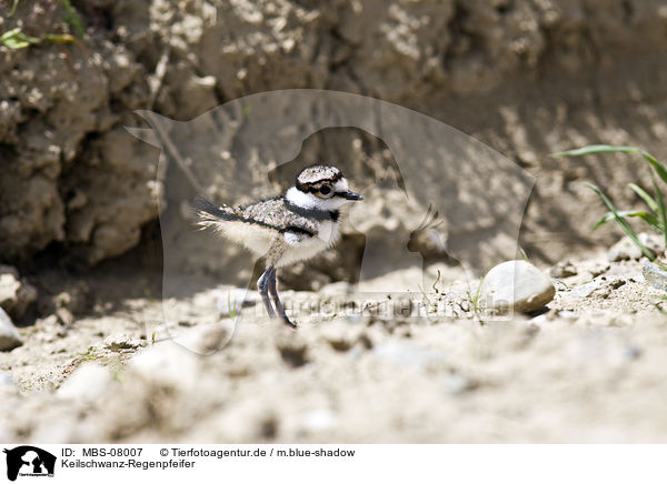 Keilschwanz-Regenpfeifer / killdeer plover / MBS-08007