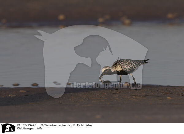 Kiebitzregenpfeifer / black-bellied plover / FF-13443