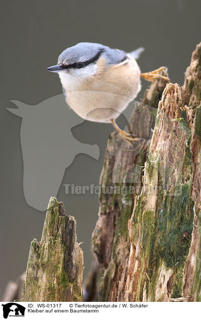 Kleiber auf einem Baumstamm / eurasian Nuthatch / WS-01317