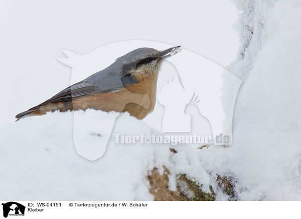 Kleiber / Eurasian nuthatch / WS-04151