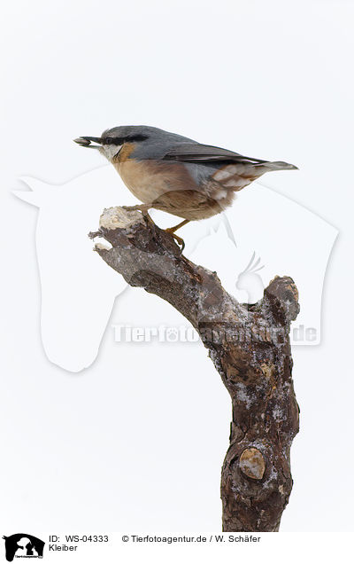 Kleiber / Eurasian nuthatch / WS-04333