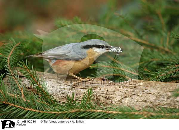 Kleiber / Eurasian nuthatch / AB-02630