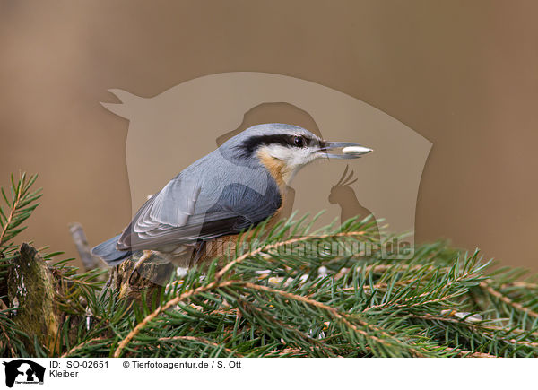 Kleiber / Eurasian nuthatch / SO-02651