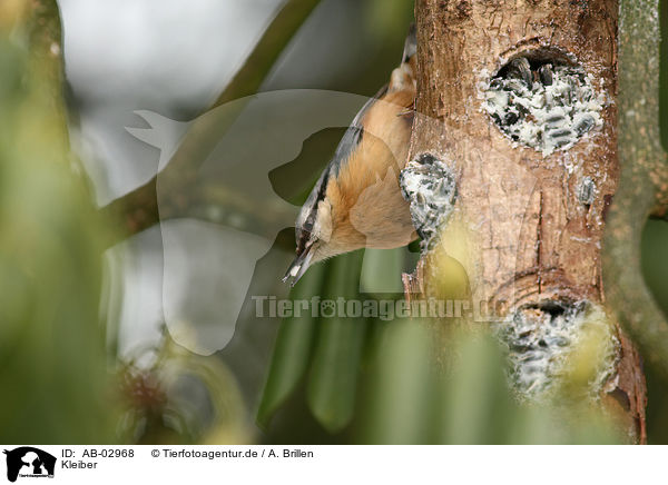 Kleiber / Eurasian nuthatch / AB-02968