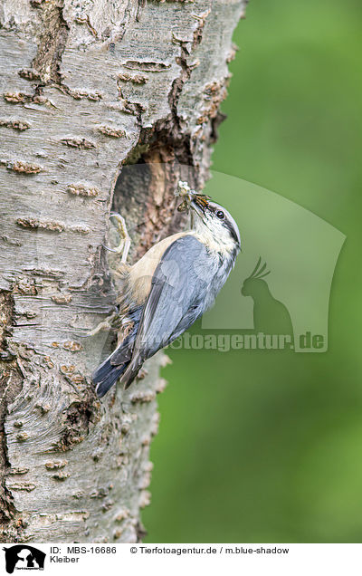 Kleiber / nuthatch / MBS-16686