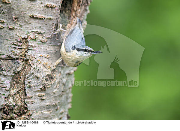 Kleiber / nuthatch / MBS-16688