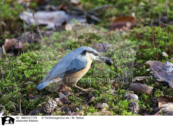 sitzender Kleiber / sitting Nuthatch / MAH-01178