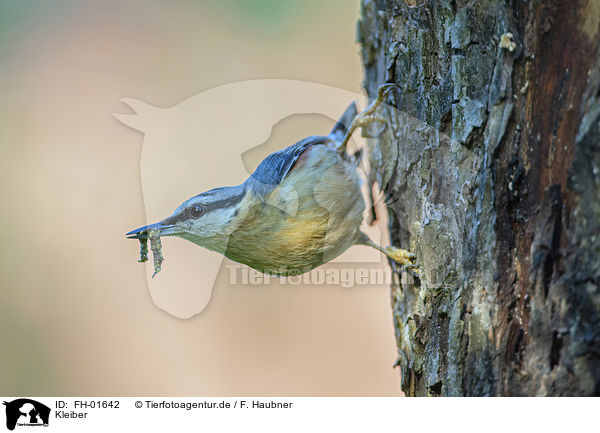 Kleiber / Nuthatch / FH-01642