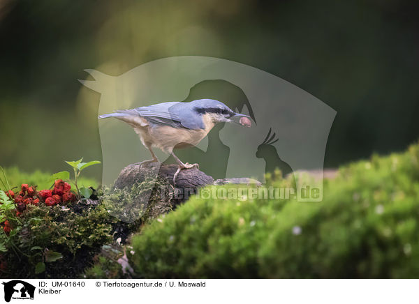 Kleiber / Nuthatch / UM-01640