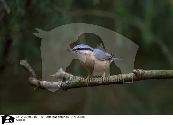 Kleiber / nuthatch / AVD-06846