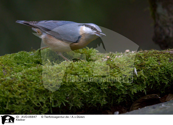 Kleiber / nuthatch / AVD-06847