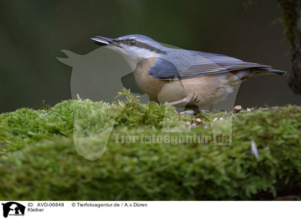 Kleiber / nuthatch / AVD-06848