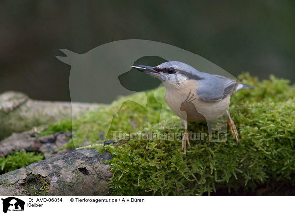 Kleiber / nuthatch / AVD-06854