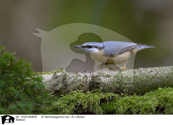 Kleiber / nuthatch / AVD-06855