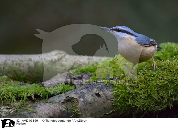 Kleiber / nuthatch / AVD-06856