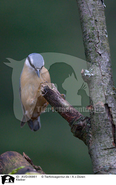 Kleiber / nuthatch / AVD-06861