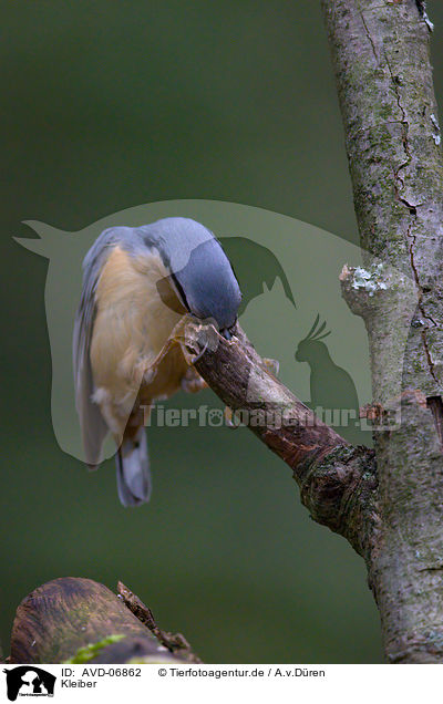 Kleiber / nuthatch / AVD-06862