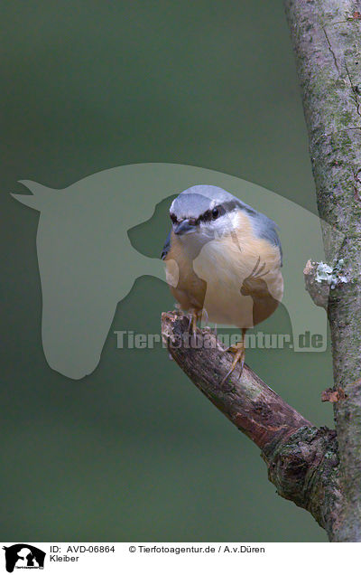 Kleiber / nuthatch / AVD-06864